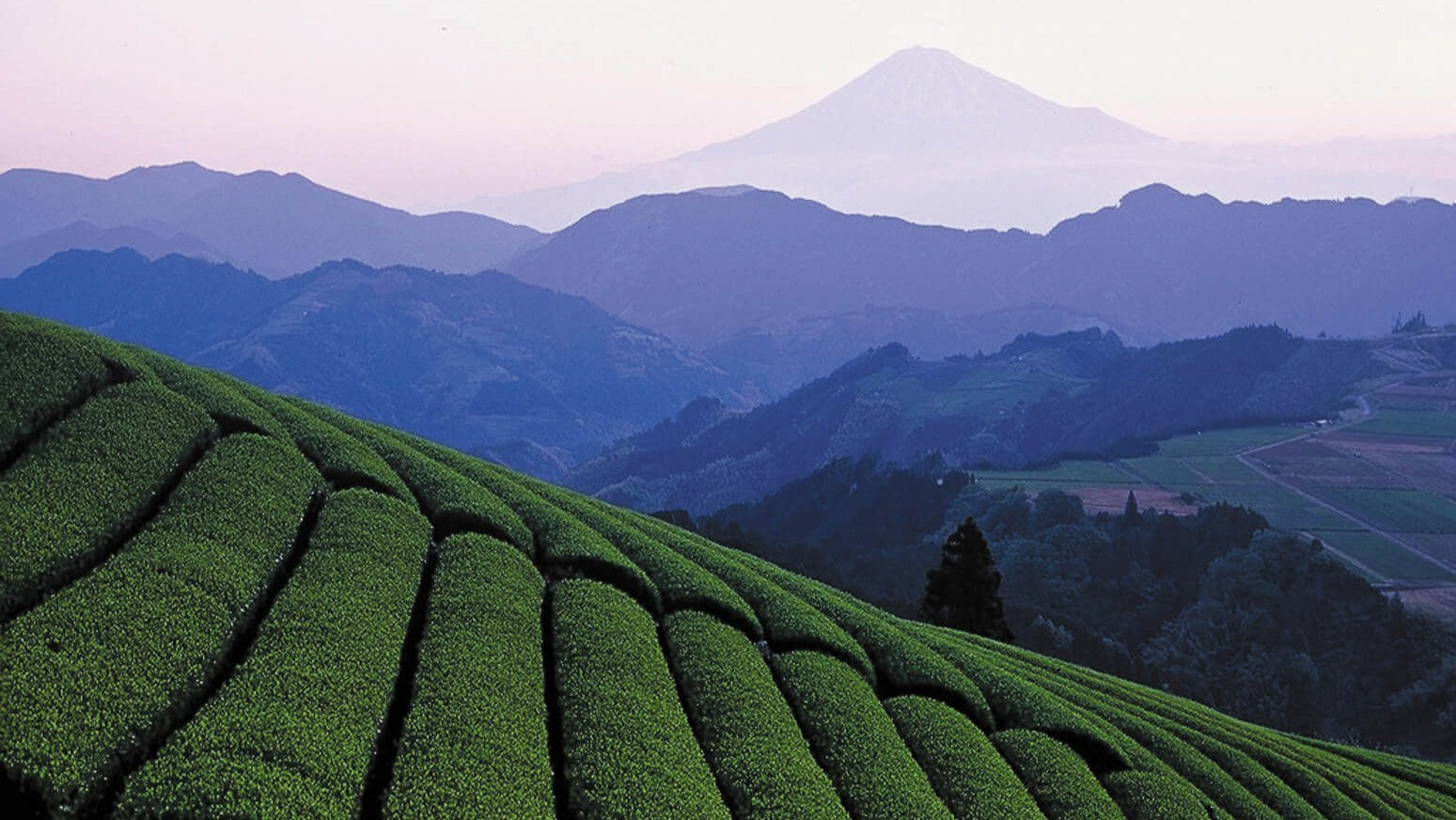 Shizuoka Tea / Matcha